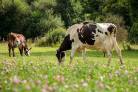 Des vaches laitières dans un champ de trèfle