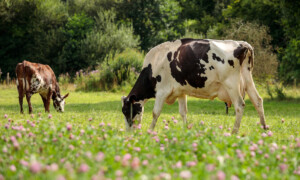 Des vaches laitières dans un champ de trèfle