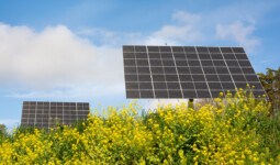 Une installation agrivoltaïque dans un champ de colza