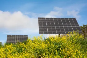 Une installation agrivoltaïque dans un champ de colza