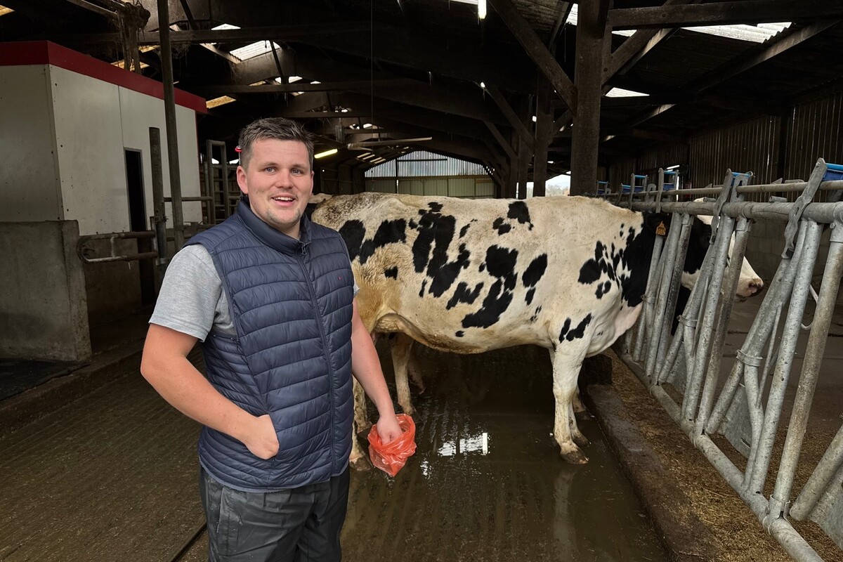 Un inséminateur souriant dans un bâtiment d'élevage de vaches - Illustration L’inséminateur est tous les jours en élevage