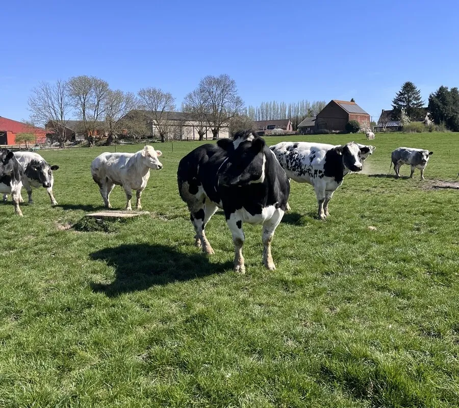 27424.HR-900x800 - Illustration Découvrir l’élevage de Blanc Bleu en Belgique