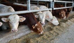 taurillons limousins et charolais à l'auge