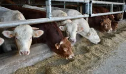 taurillons limousins et charolais à l'auge