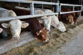taurillons limousins et charolais à l'auge