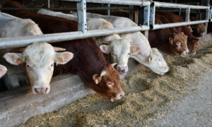 taurillons limousins et charolais à l'auge
