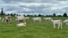 Des charolaises dans une prairie