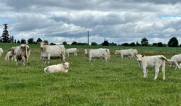 Des charolaises dans une prairie