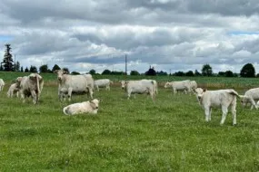 Des charolaises dans une prairie