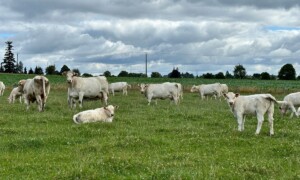 Des charolaises dans une prairie