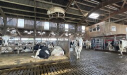 Des vaches dans une étable en logettes sur sol caillebotis.