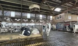 Des vaches dans une étable en logettes sur sol caillebotis.