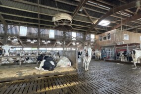 Des vaches dans une étable en logettes sur sol caillebotis.