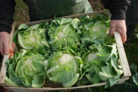 une cagette de choux-fleurs