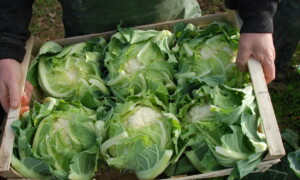 une cagette de choux-fleurs