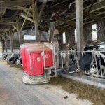 Un robot d'alimentation Lely en train de distribuer une ration à des vaches laitières de race Holstein.