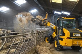 Une chargeuse articulée dans un bâtiment d'élevage bovin