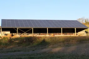 Un bâtiment d'élevage bovin avec une couverture en panneaux photovoltaïques