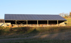 Un bâtiment d'élevage bovin avec une couverture en panneaux photovoltaïques