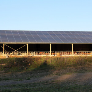 Un bâtiment d'élevage bovin avec une couverture en panneaux photovoltaïques