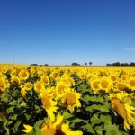 Un champ de tournesol