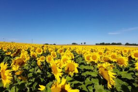 Un champ de tournesol