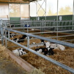 Des veaux laitiers dans des cases paillées collectives