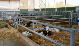 Des veaux laitiers dans des cases paillées collectives