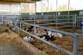 Des veaux laitiers dans des cases paillées collectives