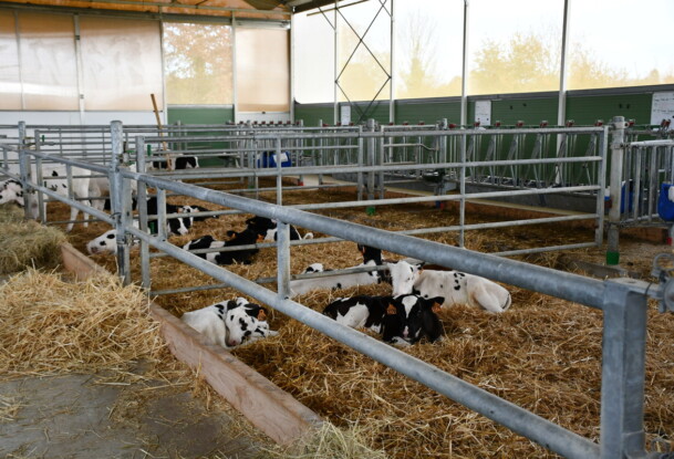 Des veaux laitiers dans des cases paillées collectives