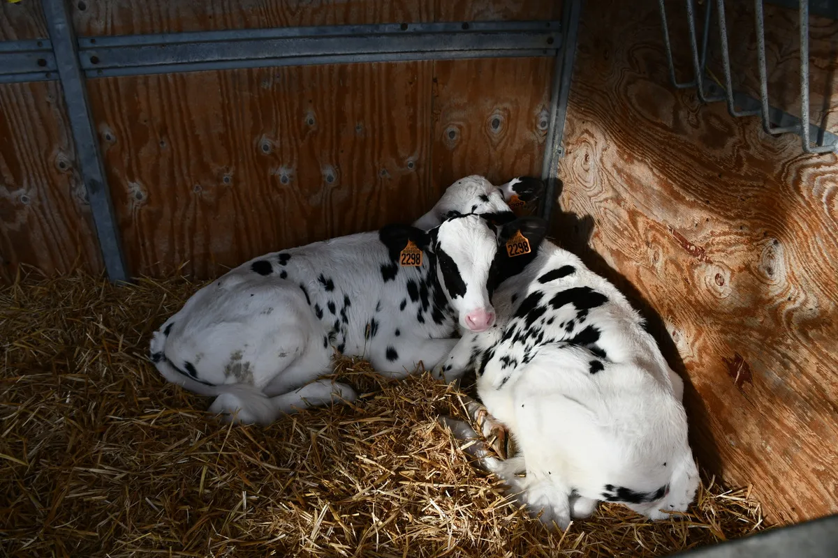 Le « pair housing » ou élevage des veaux en paires est testé aux Trinottières.