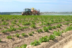Un tracteur en train de traiter dans un champ de pomme de terre
