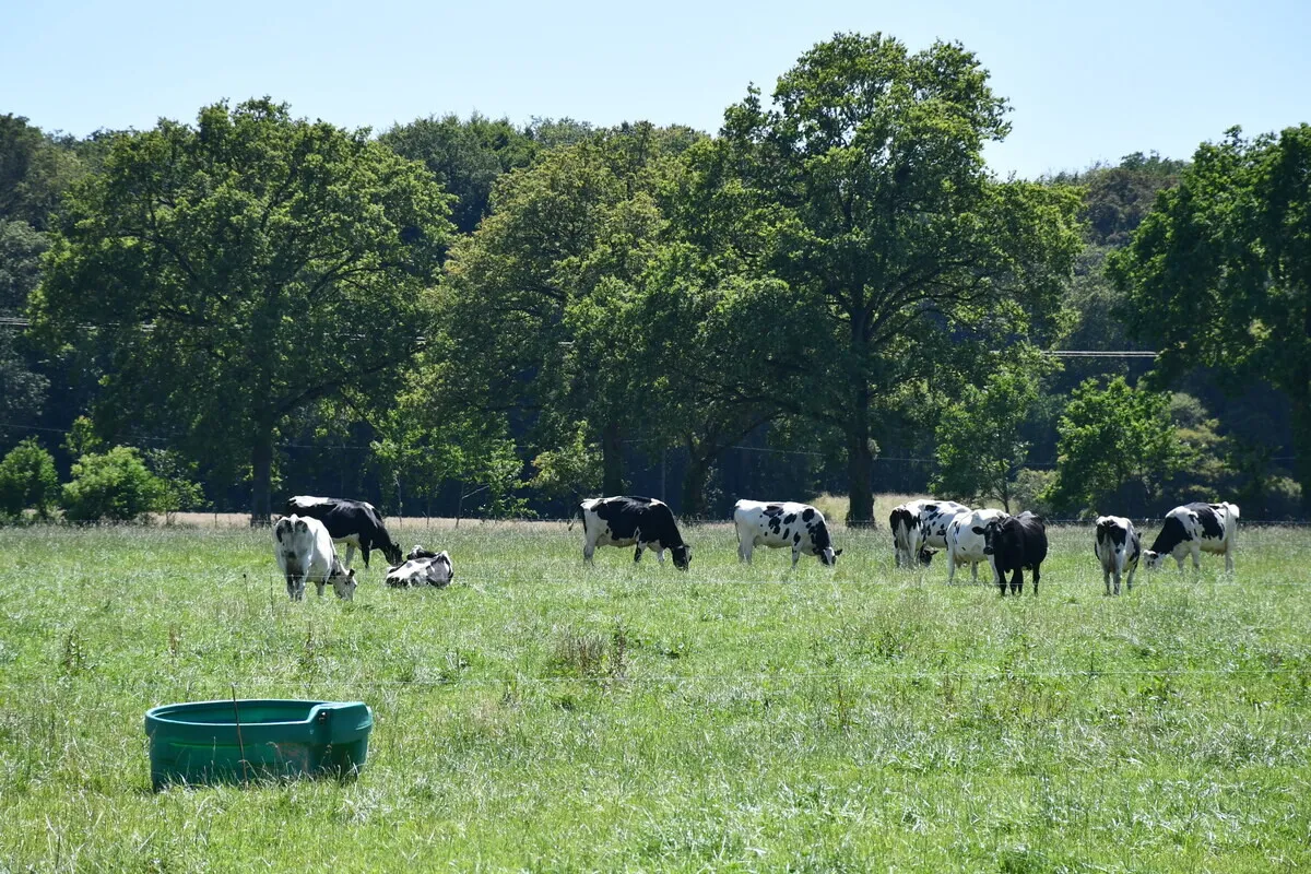 Des vaches Prim'Holstein au pâturage dans un champ avec des arbres en arrière plan - Illustration Volume ou valeur ajoutée : que disent les chiffres ?