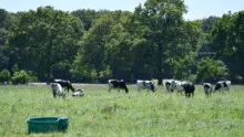Des vaches Prim'Holstein au pâturage dans un champ avec des arbres en arrière plan