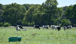 Des vaches Prim'Holstein au pâturage dans un champ avec des arbres en arrière plan