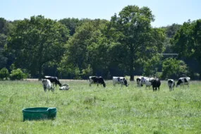 Des vaches Prim'Holstein au pâturage dans un champ avec des arbres en arrière plan