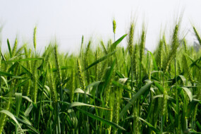 Gros plan sur des tiges de blé vertes