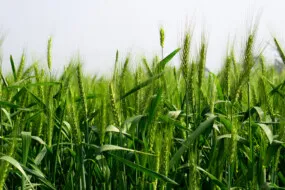 Gros plan sur des tiges de blé vertes