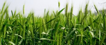 Gros plan sur des tiges de blé vertes