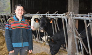 Une femme devant des vaches au cornadis dans un bâtiment d'élevage bovin