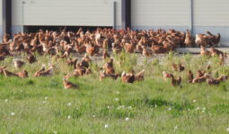 Des poules plein air