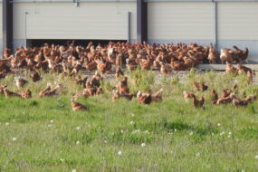Des poules plein air