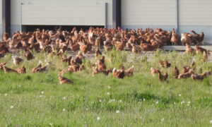 Des poules plein air