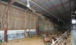 Système de paillage par soufflerie dans un bâtiment d'élevage de chèvres