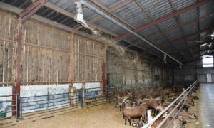 Système de paillage par soufflerie dans un bâtiment d'élevage de chèvres