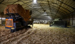 Une pailleuse chargée au milieu d'une aire paillée avec des chèvres