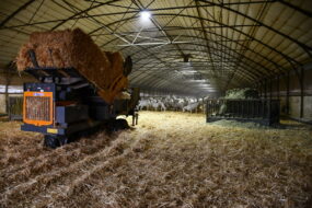 Une pailleuse chargée au milieu d'une aire paillée avec des chèvres