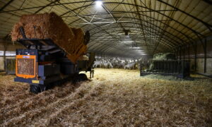 Une pailleuse chargée au milieu d'une aire paillée avec des chèvres