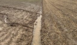 Erosion due à la pluie dans un champ