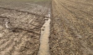 Erosion due à la pluie dans un champ